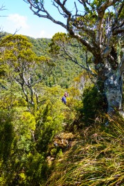 Heading through the bush (Garibaldi Tramp 2019)