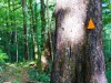 Big tree on the track (Garibaldi Tramp 2019)