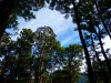 Blue through the trees (Garibaldi Tramp 2019)