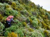 Bush bashing (Garibaldi 2019)