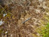 Evidence of a campsite (Garibaldi Tramp 2019)