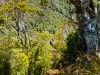 Heading through the bush (Garibaldi Tramp 2019)