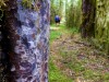 Trampers in the distance (Garibaldi Tramp 2019)