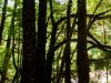 Trees (Garibaldi Tramp 2019)