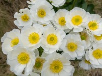 Daisies (Gillespie Pass Tramp Nov 2021)