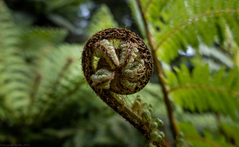 Curly fern (Adventures with Craichel Jan 2022)