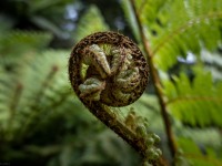 Curly fern (Adventures with Craichel Jan 2022)
