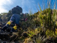 Steep track (Tramping Mt Alexander Dec 2024)