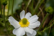 Mount Cook buttercup (Tramping Rees Rees Dec 2021)
