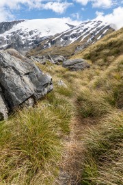 Tussock on the way to Cascade Saddle (Tramping Rees Rees Dec 2021)
