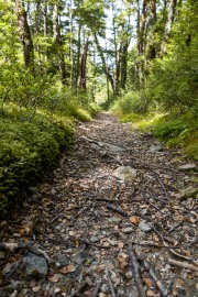 Walking out (Tramping Rees Rees Dec 2021)