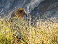 Kea on Cascade Saddle (Tramping Rees Rees Dec 2021)
