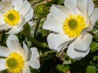 More of those buttercups (Tramping Rees Rees Dec 2021)