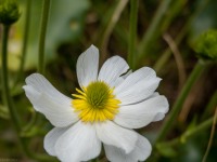 Mount Cook buttercup (Tramping Rees Rees Dec 2021)