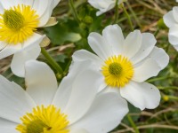 Mount Cook buttercups (Tramping Rees Rees Dec 2021)