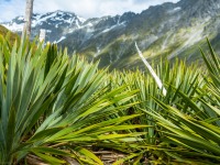 Spikey bushes (Tramping Rees Rees Dec 2021)