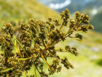 Spikey flower thing (Tramping Rees Rees Dec 2021)
