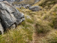 Tussock on the way to Cascade Saddle (Tramping Rees Rees Dec 2021)