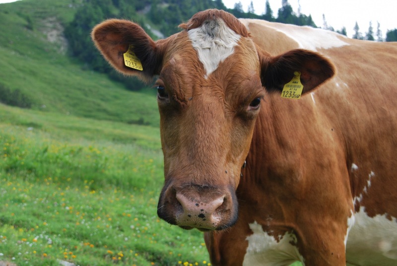 A cow (Tramping Schrecksee, Austria)