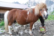A pony for Suvi (Tramping Schrecksee, Austria)