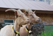 Two goats (Tramping Schrecksee, Austria)