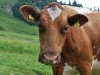 A cow (Tramping Schrecksee, Austria)