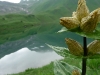 A flower (Tramping Schrecksee, Germany)