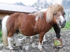 A pony for Suvi (Tramping Schrecksee, Austria)