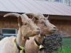 Two goats (Tramping Schrecksee, Austria)