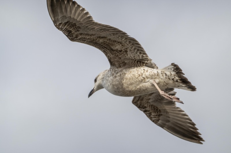 Big sea bird flying about (Xmas Holidays Dec 2022)