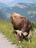 Moo (Swiss O Week, Switzerland) resize