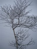 A snowy tree (Norway) resize