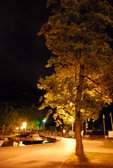 Tree at night (Lago di Garda) resize