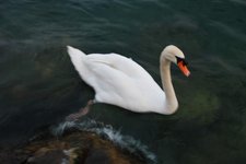 White swan (Lago di Garda, Italy) resize