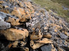 Cool orange rocks (Lewis Pass Tops) resize