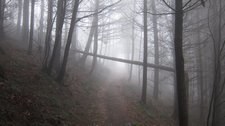 Misty mountain bike ride in the Black Forest (Freiburg) resize