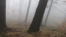 Trees on jaunty angle in the mist (Black Forest, Freiburg) resize