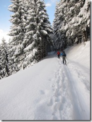 Entering the forest (Ski tour Hinterwaldkopf)