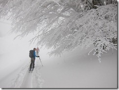Snowy tree (Ski tour Hinterwaldkopf)