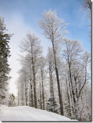 Snowy trees (Schauinsland Loipe)