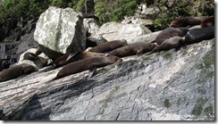Seals 2 (Milford Sound)