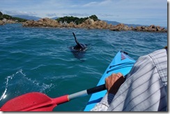 Kayaking with the seals (Takaka 2013)