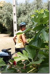 Leonie and fig tree (Corsica)