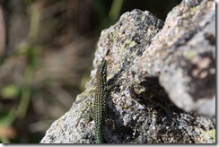 Mr Lizard (Corsica)