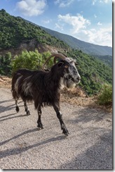 Mr goat (Corsica)