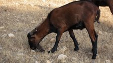 A goat (Mallorca) resize