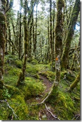 Green bush (Klondyke Valley Tracks)