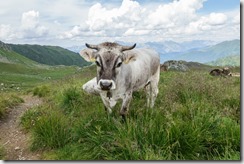 A cow (Klettersteig Gauerblickhöhle)