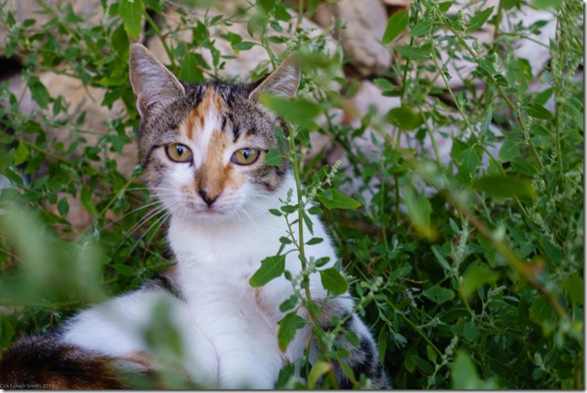 A guard cat (Seakayaking Croatia Sept 2019)