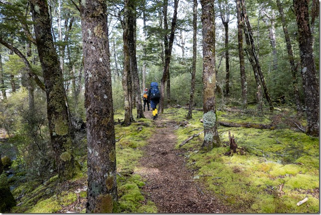 Greenery on the way out (Tramping Hawdon Hut Sept 2021)